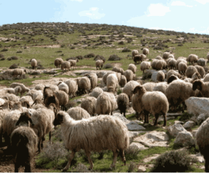 flock of sheep in israel