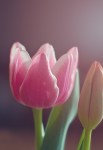tulip-1227493_960_720