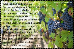 purple-grapes-553462_1280