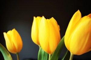 tulip-1031514_1280